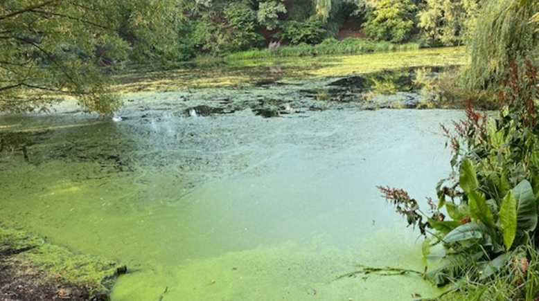Zur Verbesserung der Wasserqualitt: Der Fennsee wird entschlammt. Bild: BACW / Umwelt- und Naturschutzamt